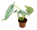 2" Philodendron Mamei Silver